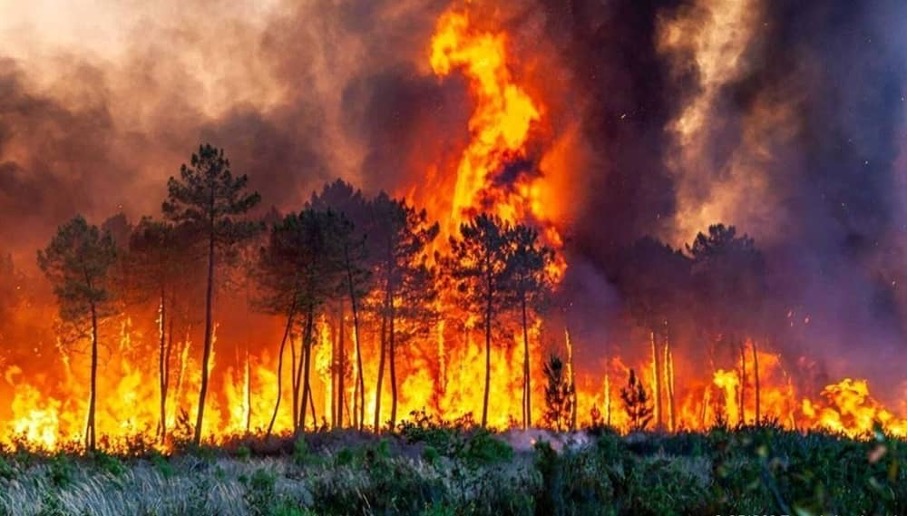 Ein wütender Waldbrand verschlingt einen Wald im Norden Irans